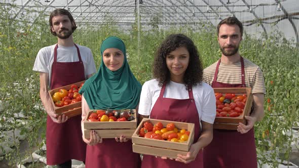 Proud Greenhouse Workers with Tomato Harvest