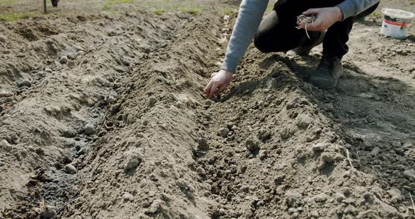 Planting Potatoes in Dry Ground, Climate Change, Environmental Disaster and Earth Cracks