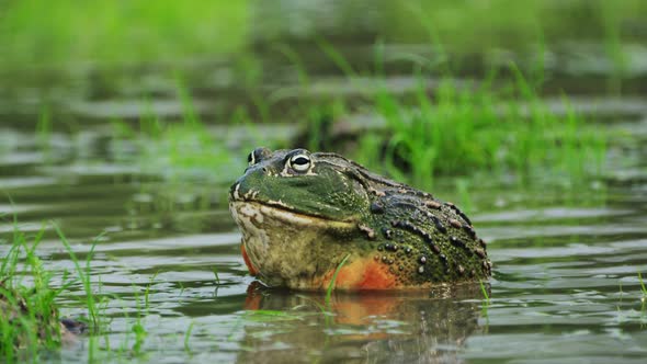 Male African Bullfrog Makes A Mating Call During Rainy Season In Central Kalahari Game Reserve, Bots