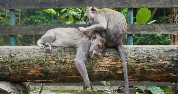 Monkey jungle in bali