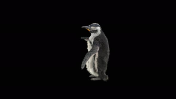 79 Penguin Dancing 4K