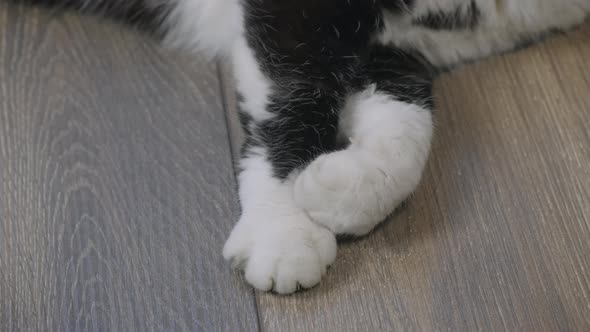 Cat Paws Closeup