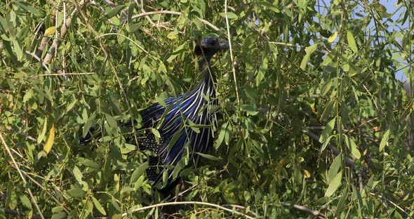 Vulturine Guineafowl, acryllium vulturinum, Adult perched in Tree, Samburu Park, Kenya, Real Time 4K