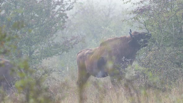 European bison bonasus bull eating leaves from a bush,Czechia,foggy.