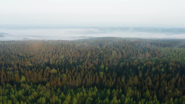 Aerial Drone Flying Over Beautiful Spring Forest Misty Morning Clouds of Fog on Horizon