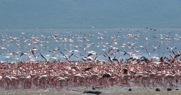 Lesser Flamingo, phoenicopterus minor, Group in Flight, Colony at Bogoria Lake in Kenya