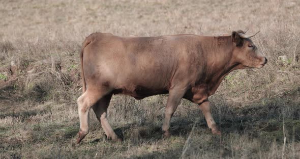 Brown Cow Eating Grass In The Field In Portalegre, Alentejo, Portugal