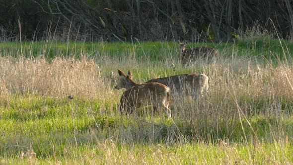 A herd of deer eating on the open meadow with forest in back.