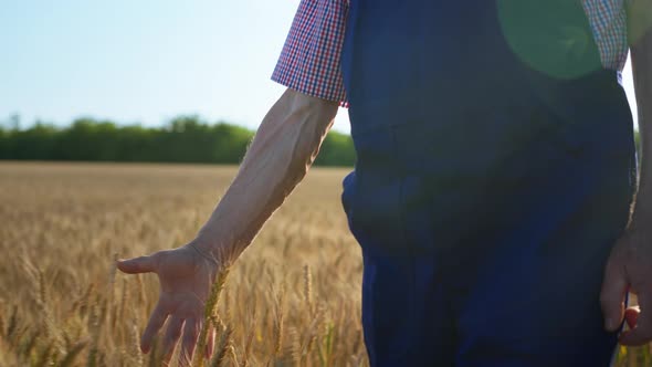 Harvest, Old Male Farmer Walking Down Wheat Field Touching Wheat Ears with Hands