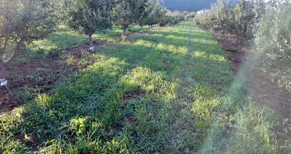 Camera descends in apple orchard and pushes in between the rows of trees as an immigrant farmhand pi