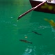 Rowing a boat in blue water full of fish - VideoHive Item for Sale