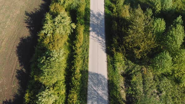 Road Among Trees