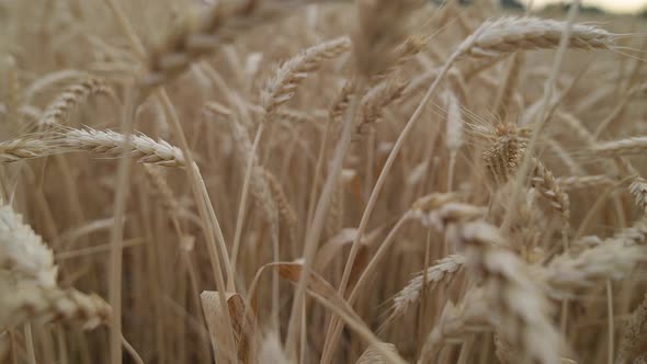 Wheat Field in Morning