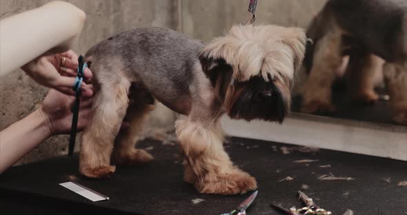 Yorkshire Haircut in the Salon for Animals