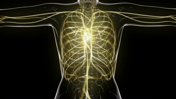 Human Body with Glow Blood Vessels alt