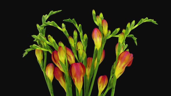 Time-lapse of opening orange freesia flower buds