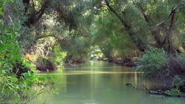 Beautiful green calm river through the forest of Danube Delta -low aerial