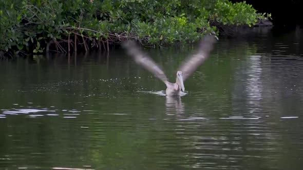 Pelican Diving for Fish in Florida Canal