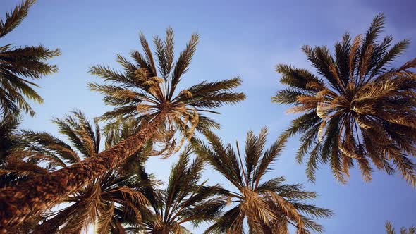 Palm Trees at Sunset Light and Sky