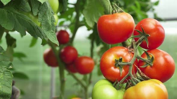 A Young Farmer Woman Reaches for Ripe Tomatoes with a Pruner in the Greenhouse