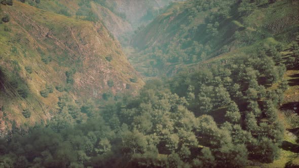 Endless Forests in Sunny Day with Perspective in Color