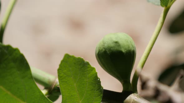 Healthy fruit  Ficus carica shallow DOF  4K 2160p 30fps UltraHD footage - Common fig plant  close-up