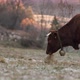 A Large Brown Cow Eating Hay on a Cold Morning While the Sun Rises in the Background - VideoHive Item for Sale