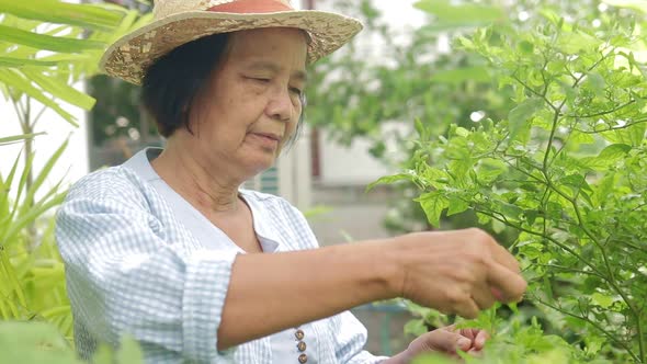 happy asian elderly woman Gardening and growing edible vegetables at home