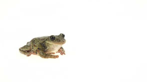 Frog Sitting on White Background