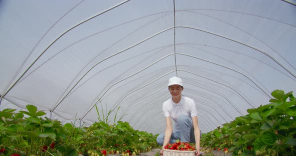 Female Gardener Picking Ripe Strawberries on Plantation