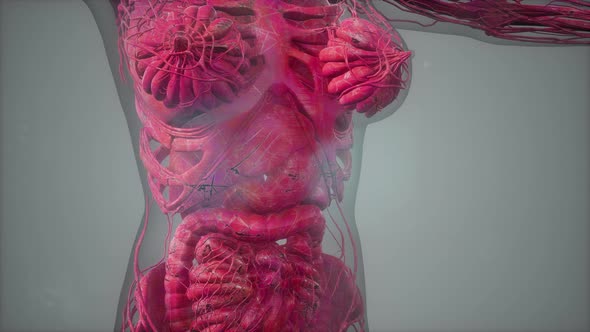 Anatomy Tomography Scan of Human Body alt