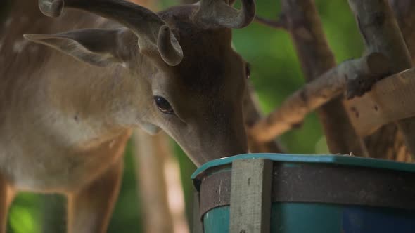 Brown Dappled Deer Eats From Green Bucket in Forest Closeup