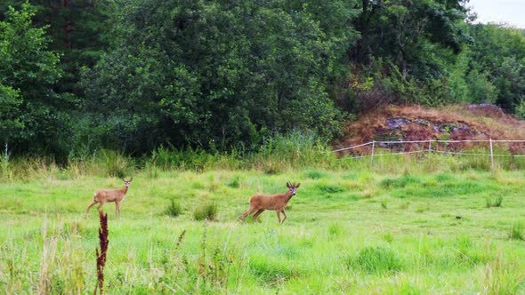 Roe Deers On Grassy Forest On Tromoy In Arendal, Norway. - Medium Shot