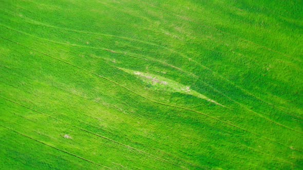 Drone Flies Above Agriculture Natural Field