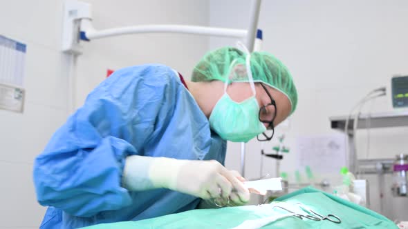 Female Veterinary Surgeon Operating in the Operating Room of a Veterinary Clinic