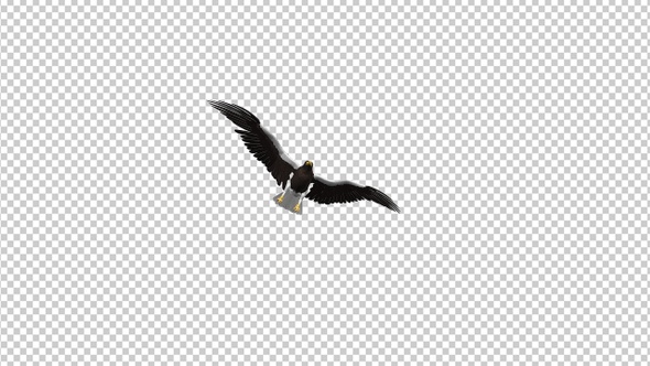 Sea Eagle - 4K Flying Transition - I