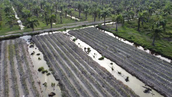 Young pineapple and oil palm farm