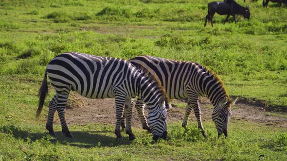 African zebras eat green grass under the bright sun on the hot savanna. African safari