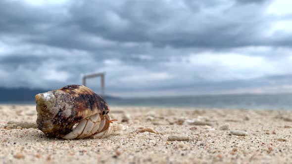 Hermit Crab Trying To Go Out Of Shell on sandy beach with stormy clouds in background.Gili Air,Indon