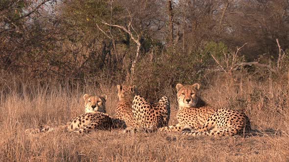 Three cheetahs relax in the grass under the orange glow of the late afternoon sun in Africa.