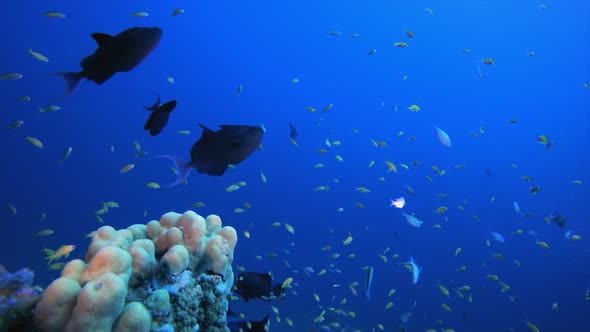 Underwater Fish Tropical Reef Marine