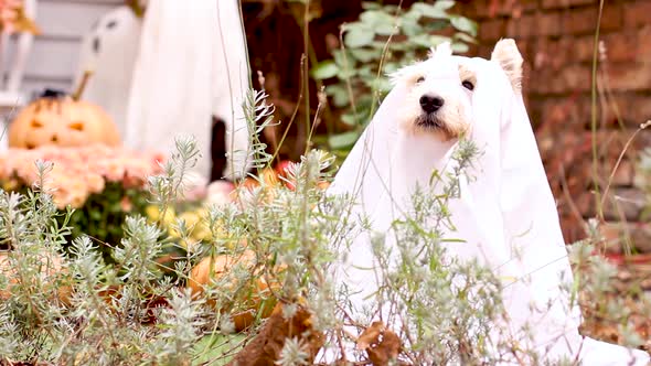 Funny Dog Outdoor. Halloween And Autumn Concept.