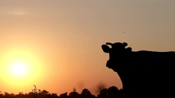 Silhouette of a cow at sunset. Sacred animal of India