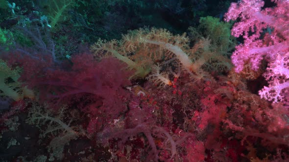 pink and yellow soft corals on coral reef, wide angle shot