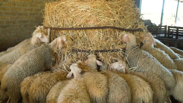 Flock of Sheeps Eating Hay on a Farm