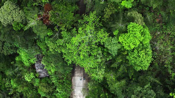 TOP-DOWN DRONE VIEW FROM PEOPLE RUNNING THROUGH A DENSE FOREST. TRAIL RUNNING.