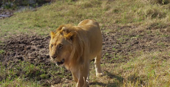 Lion walking in the savannah