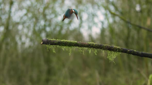 Wide static shot of a kingfisher sitting on a moss covered branch then flying up and diving down for