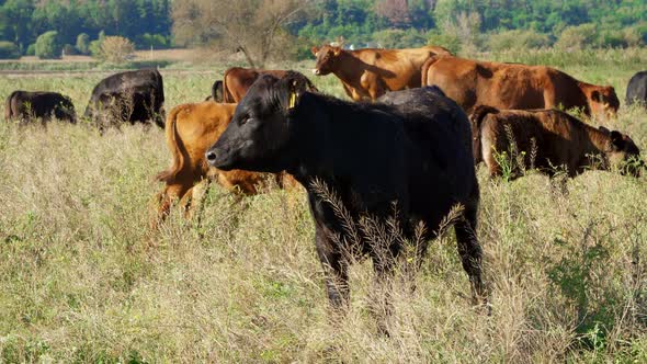 Close Up in Meadow on Farm Big Brown and Black Pedigree Breeding Cows Bulls are Grazing