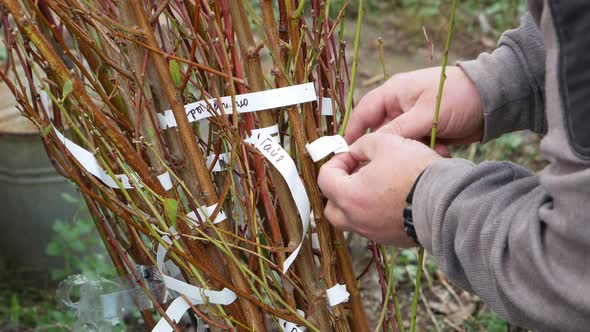 Tying tags on tree seedlings with the names of varieties